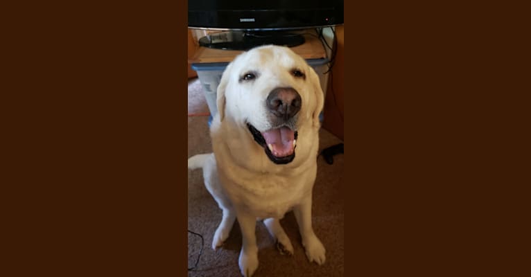 Murphy, a Labrador Retriever tested with EmbarkVet.com