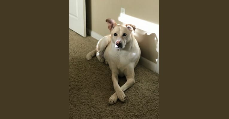 Lola, a Labrador Retriever and Siberian Husky mix tested with EmbarkVet.com