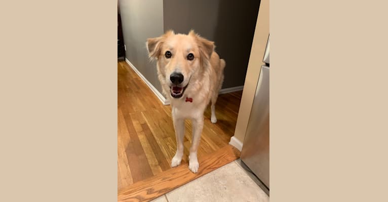 Cooper, a Great Pyrenees and Siberian Husky mix tested with EmbarkVet.com