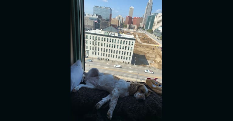 Photo of Birdie Mae, a Cocker Spaniel, Beagle, and Mixed mix in Omaha, NE, USA