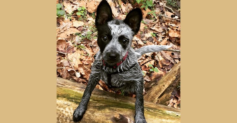 Photo of Brontë, an Australian Cattle Dog and Border Collie mix in Georgia, USA