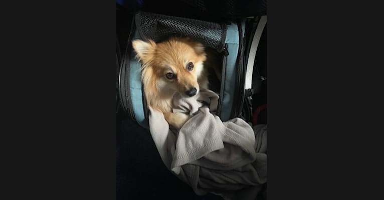 Tucker, a Pomeranian tested with EmbarkVet.com