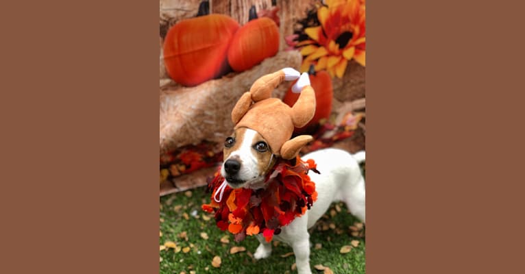 Photo of Kiko, a Russell-type Terrier  in Redding, California, USA
