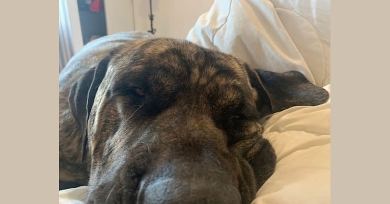 Embark Dog Dna Test Breed