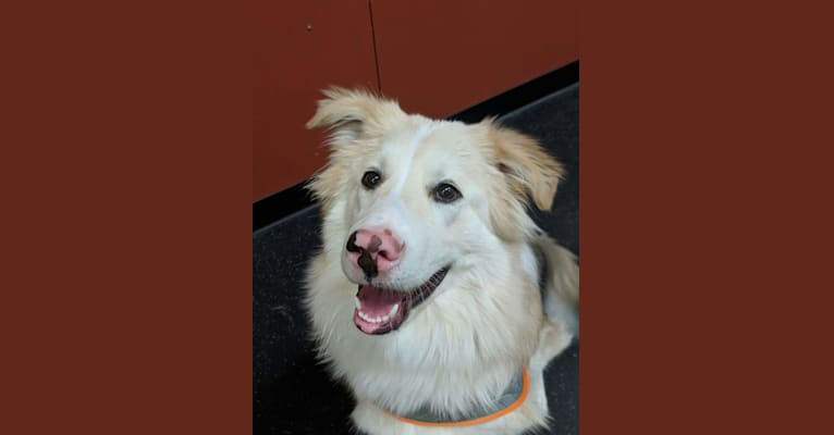 Finn, a German Shepherd Dog and Siberian Husky mix tested with EmbarkVet.com