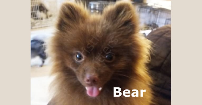 Bear, a Pomeranian tested with EmbarkVet.com