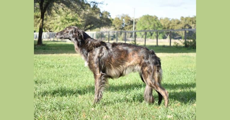 Mary, a Silken Windhound tested with EmbarkVet.com