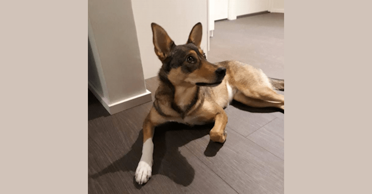Nada, an European Village Dog tested with EmbarkVet.com