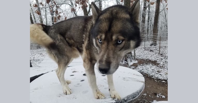 Kodi (Kodiak), a Siberian Husky and German Shepherd Dog mix tested with EmbarkVet.com