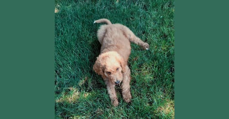 Jackson, a Goldendoodle tested with EmbarkVet.com