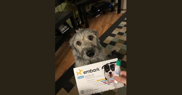 Dory, a Siberian Husky and Poodle (Small) mix tested with EmbarkVet.com
