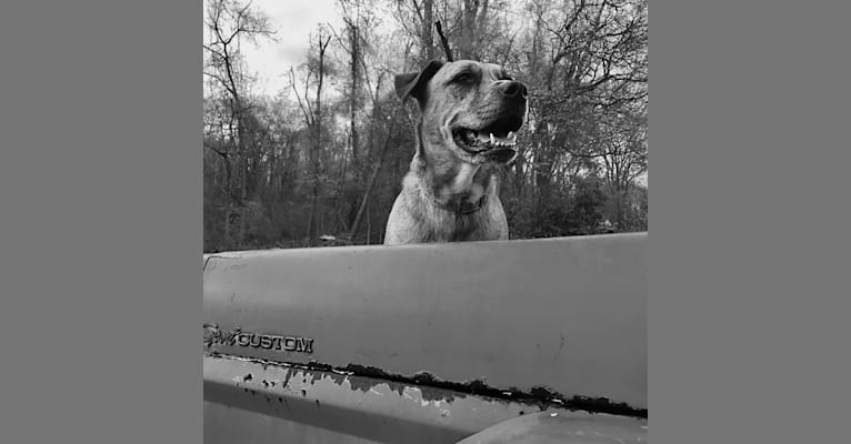Photo of Chubs, an American Bulldog, Siberian Husky, and Labrador Retriever mix in Salineville, Ohio, USA