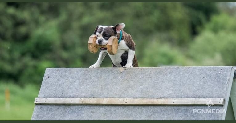 Photo of Minion, a French Bulldog and Bulldog mix