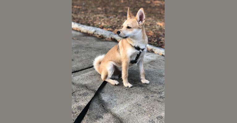 Bruno, a Pomeranian and Miniature Schnauzer mix tested with EmbarkVet.com