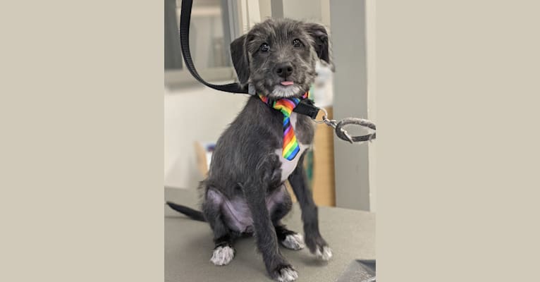 Roshambo, an Italian Greyhound and Poodle (Small) mix tested with EmbarkVet.com