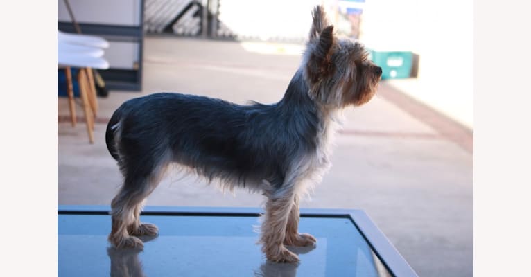 Ellie, a Yorkshire Terrier tested with EmbarkVet.com