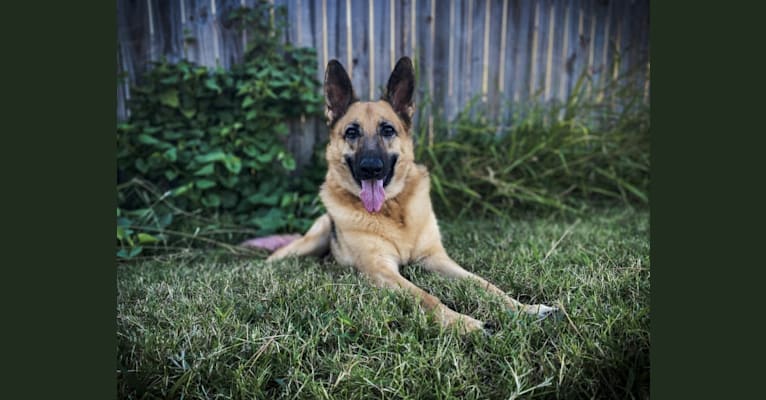 Photo of “Elie” Remi Elie’s Rookie Year, a German Shepherd Dog 