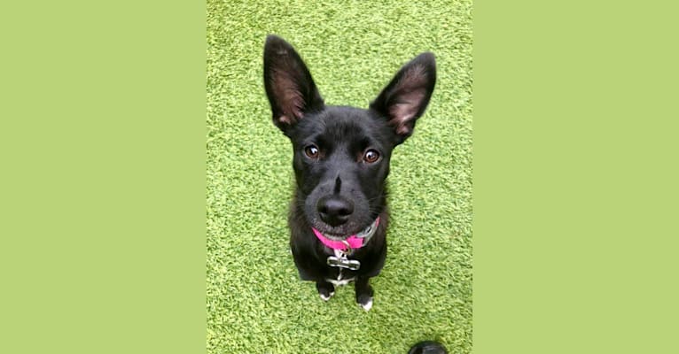 Phoebe, a Pug and Chihuahua mix tested with EmbarkVet.com