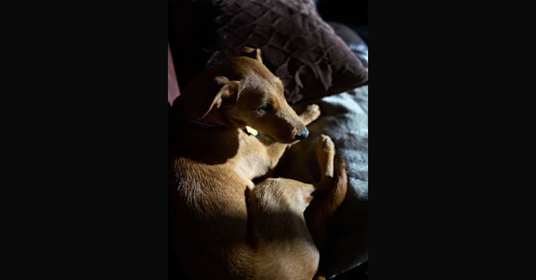 Fiona, an Irish Terrier and Chihuahua mix tested with EmbarkVet.com
