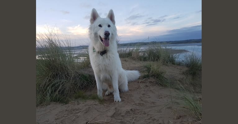 Alaska, a German Shepherd Dog and Akita mix tested with EmbarkVet.com