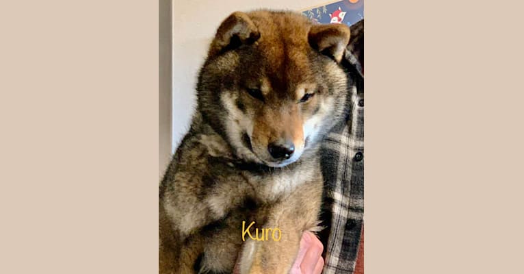 Kuro, a Shiba Inu tested with EmbarkVet.com