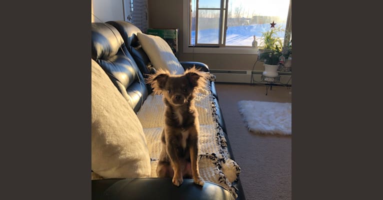 Photo of Zuna, a Chihuahua  in Edmonton, AB, Canada