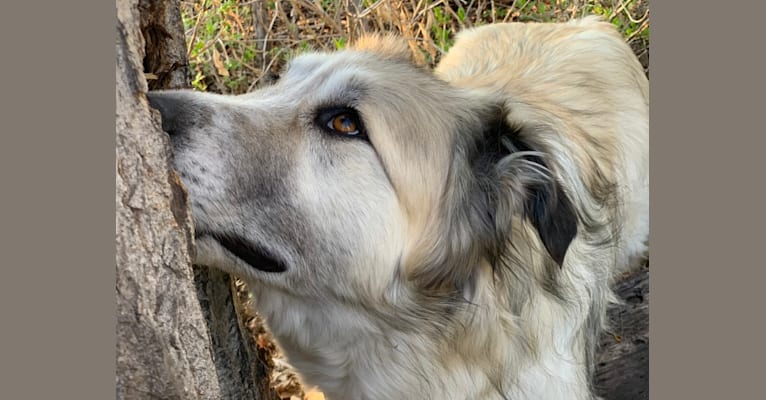 Hank, a Great Pyrenees and Alaskan Malamute mix tested with EmbarkVet.com