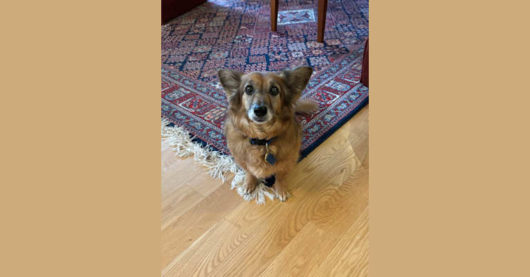 Mitzi, an American Village Dog tested with EmbarkVet.com