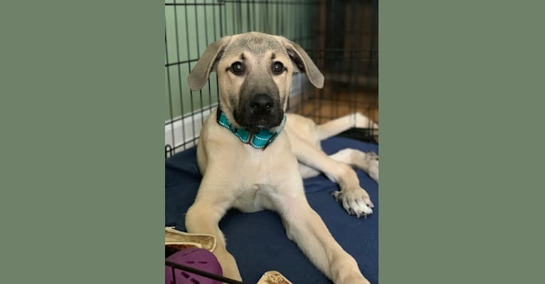 Photo of Gryffin, a Great Pyrenees and Mountain Cur mix in Mississippi, USA