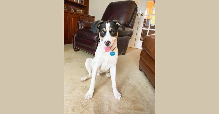 Finn, a Labrador Retriever and American Pit Bull Terrier mix tested with EmbarkVet.com