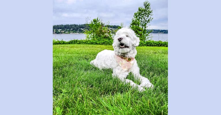 Penelope, a Poodle (Small) and Lhasa Apso mix tested with EmbarkVet.com