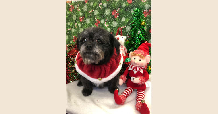 Dinky, a Pekingese and Poodle (Small) mix tested with EmbarkVet.com