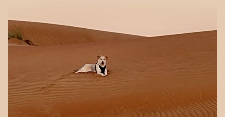 Ozzie, a West Asian Village Dog tested with EmbarkVet.com