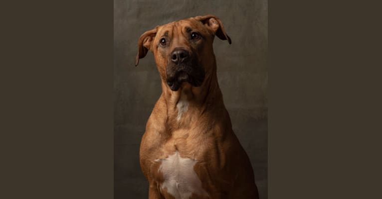 Pudge, a Staffordshire Terrier and Labrador Retriever mix tested with EmbarkVet.com