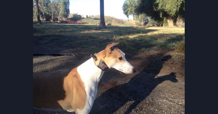 Photo of Coe, a Greyhound  in Three Rivers, TX, USA