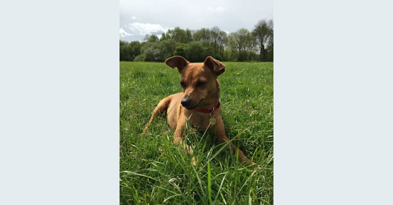 Photo of Oscar, a Miniature Pinscher, German Pinscher, Russell-type Terrier, and Mixed mix in England, United Kingdom