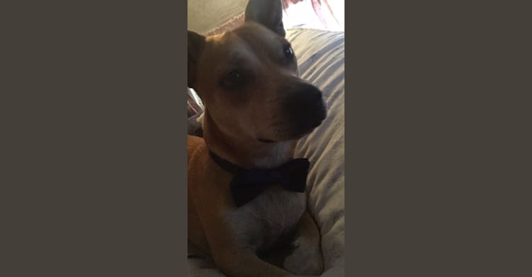 Photo of Rowdy, an American Pit Bull Terrier, Miniature Pinscher, Pug, and Mixed mix