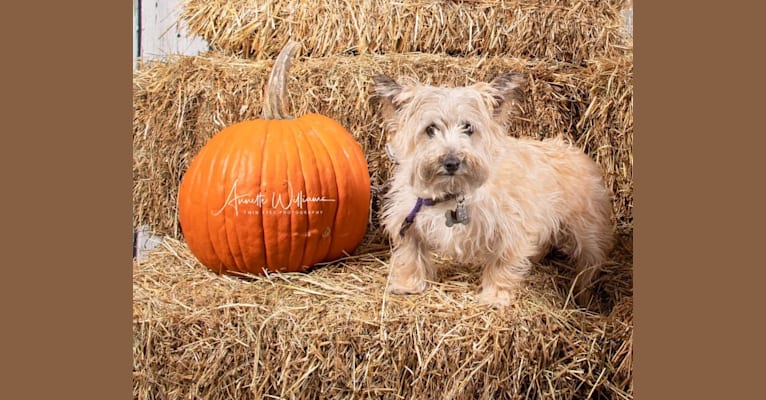 Duncan, a Cairn Terrier and West Highland White Terrier mix tested with EmbarkVet.com
