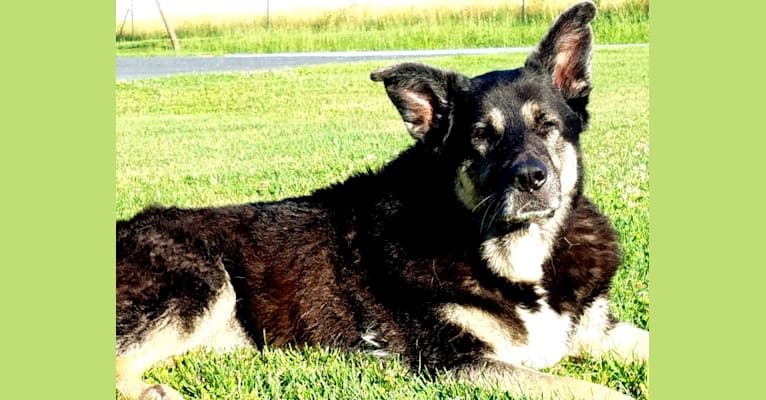 Riley, a German Shepherd Dog and Saint Bernard mix tested with EmbarkVet.com