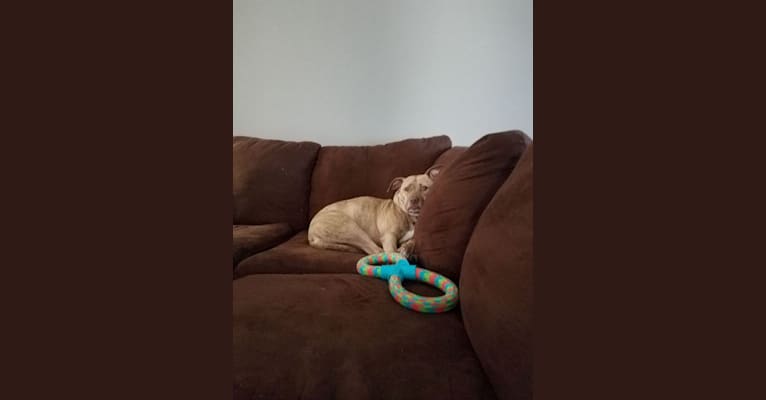 Sofia, a Staffordshire Terrier and Golden Retriever mix tested with EmbarkVet.com