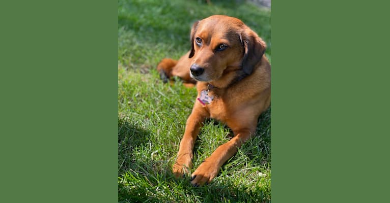 Jingle, a Staffordshire Terrier and Labrador Retriever mix tested with EmbarkVet.com