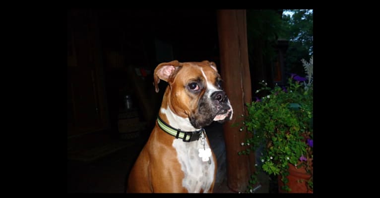 Photo of Roxy, a Boxer  in Pennsylvania, USA
