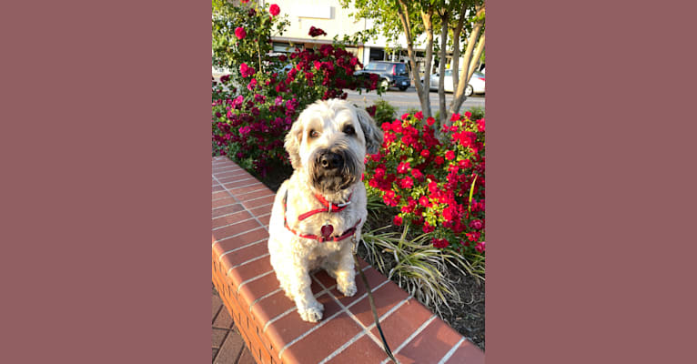 Ruby, a Soft Coated Wheaten Terrier tested with EmbarkVet.com