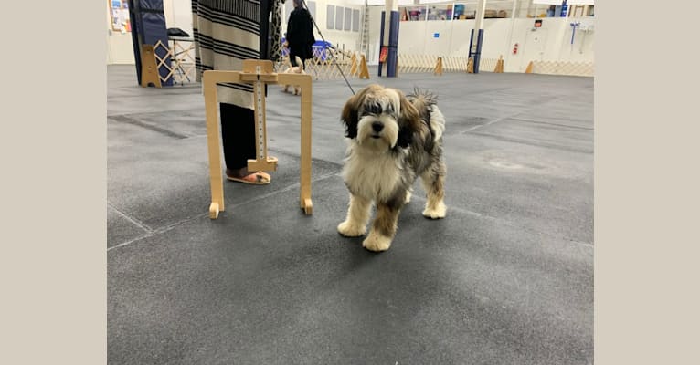 Folly, a Tibetan Terrier tested with EmbarkVet.com