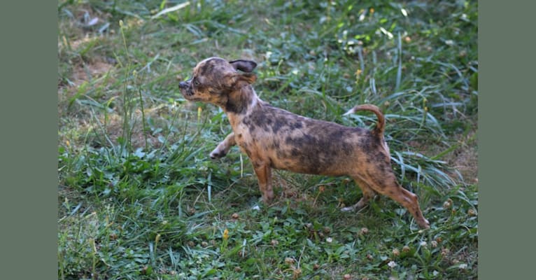 Photo of Savvi, a Chihuahua 