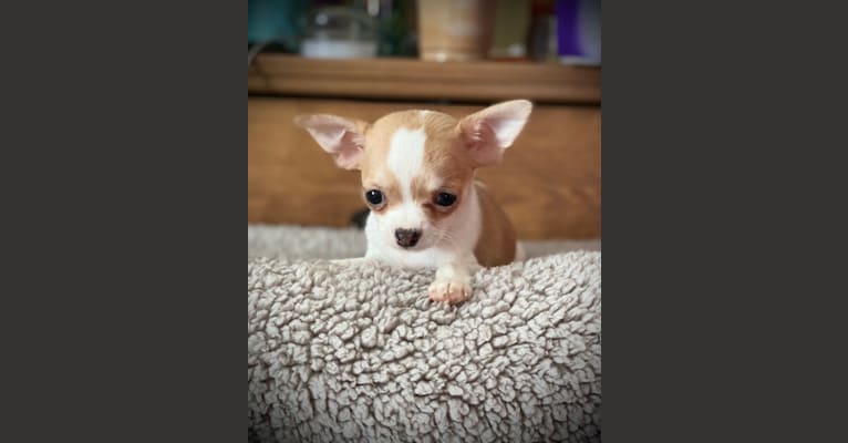 Photo of Jayne, a Chihuahua  in Vandalia, MI, USA