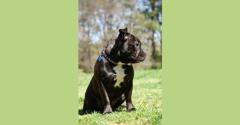 Eris, a French Bulldog and Bulldog mix tested with EmbarkVet.com