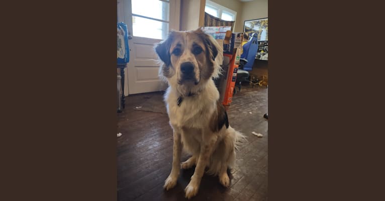 Argus, a Great Pyrenees and Boxer mix tested with EmbarkVet.com