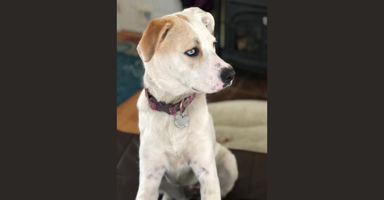 Zoey, a Great Pyrenees and American Bulldog mix tested with EmbarkVet.com