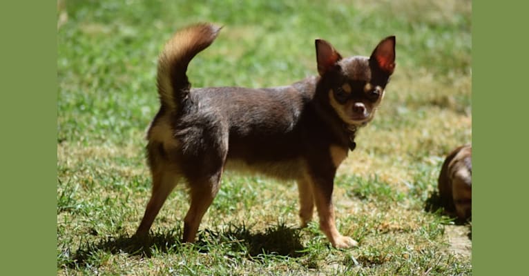 Ysabella, a Chihuahua tested with EmbarkVet.com